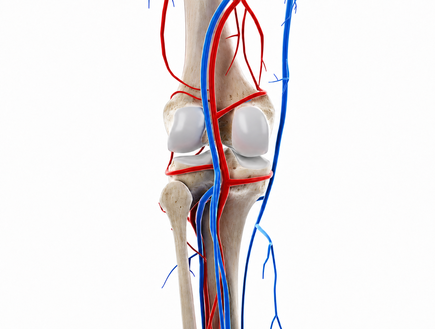 A simple diagram of the small arteries that supply blood to the knee.
